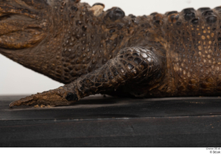 Crocodile  2 leg 0018.jpg